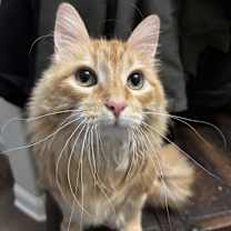 Thumbnail photo of Kitty #2