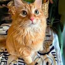 Thumbnail photo of Kitty #3