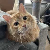 Thumbnail photo of Kitty #4