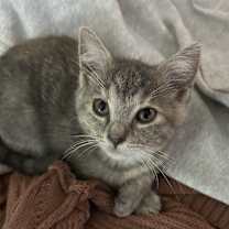 Thumbnail photo of Roxy #1