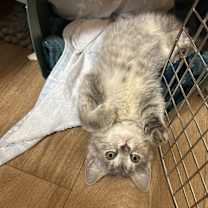 Thumbnail photo of Roxy #4