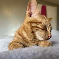 Thumbnail photo of Leo #1