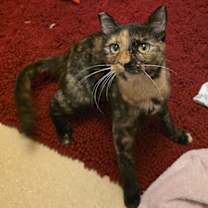 Thumbnail photo of Chanel #2