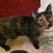 Thumbnail photo of Chanel #3