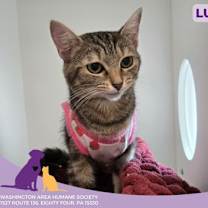 Thumbnail photo of Lucy #3