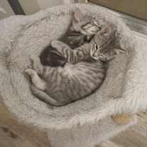 Thumbnail photo of Neeko #2