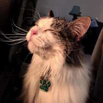 Thumbnail photo of Mochi #1