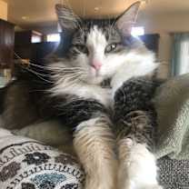 Thumbnail photo of Mochi #2