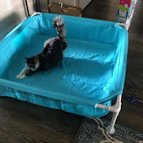 Thumbnail photo of Mochi #3