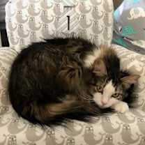 Thumbnail photo of Mochi #4