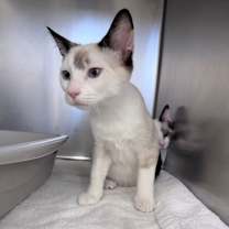 Thumbnail photo of Annie #3