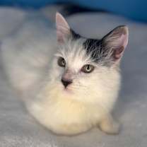 Thumbnail photo of Snack Pack #1