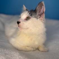 Thumbnail photo of Snack Pack #2