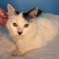 Thumbnail photo of Snack Pack #3