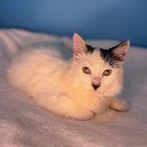 Thumbnail photo of Snack Pack #4