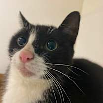 Thumbnail photo of Topper #2