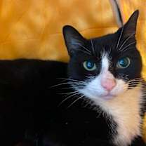 Thumbnail photo of Topper #3