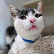 Thumbnail photo of Tigger  #2