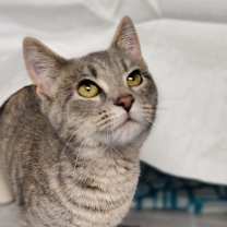 Thumbnail photo of Aspen #2