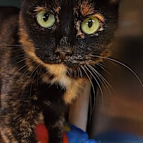 Thumbnail photo of Bandit #2