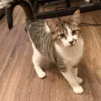 Thumbnail photo of Bugle #4