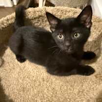 Thumbnail photo of Inky 2 #2