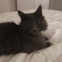 Thumbnail photo of Tamar #1