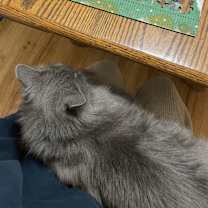 Thumbnail photo of Tamar #3