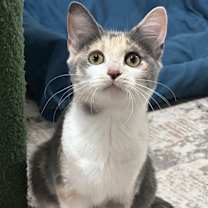 Thumbnail photo of Diamond #1