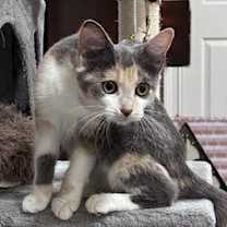 Thumbnail photo of Diamond #3