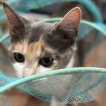 Thumbnail photo of Diamond #4