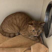 Thumbnail photo of Covu #2