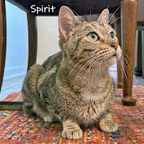 Thumbnail photo of Spirit #1