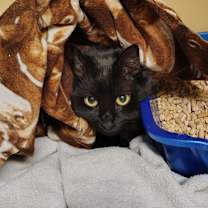 Thumbnail photo of SHADOW #3