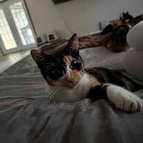 Thumbnail photo of Filet #4