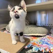 Thumbnail photo of Chex #1