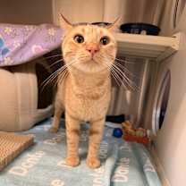 Thumbnail photo of Merriam #1