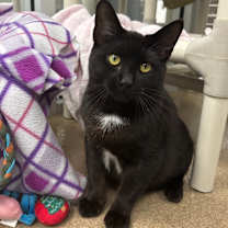 Thumbnail photo of Zorro #1