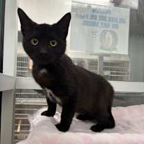 Thumbnail photo of Zorro #2