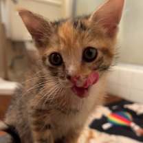 Thumbnail photo of Sorbet #1