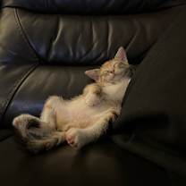 Thumbnail photo of Sorbet #2