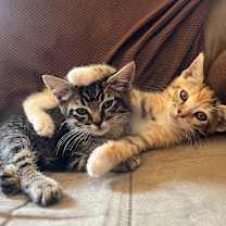 Thumbnail photo of Mousse #4