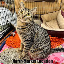 Thumbnail photo of Madonna #1