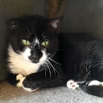 Thumbnail photo of Dodger #2