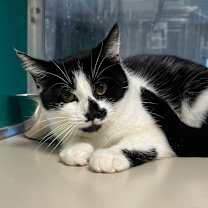 Thumbnail photo of Holly Jolly #3