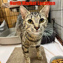 Thumbnail photo of Madonna #3