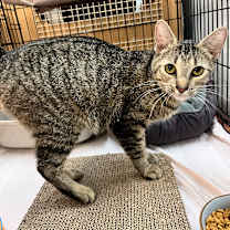 Thumbnail photo of Madonna #4