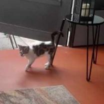 Thumbnail photo of Thomasina #1