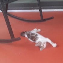 Thumbnail photo of Thomasina #2