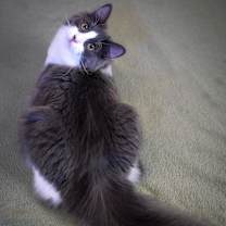 Thumbnail photo of Dove #3